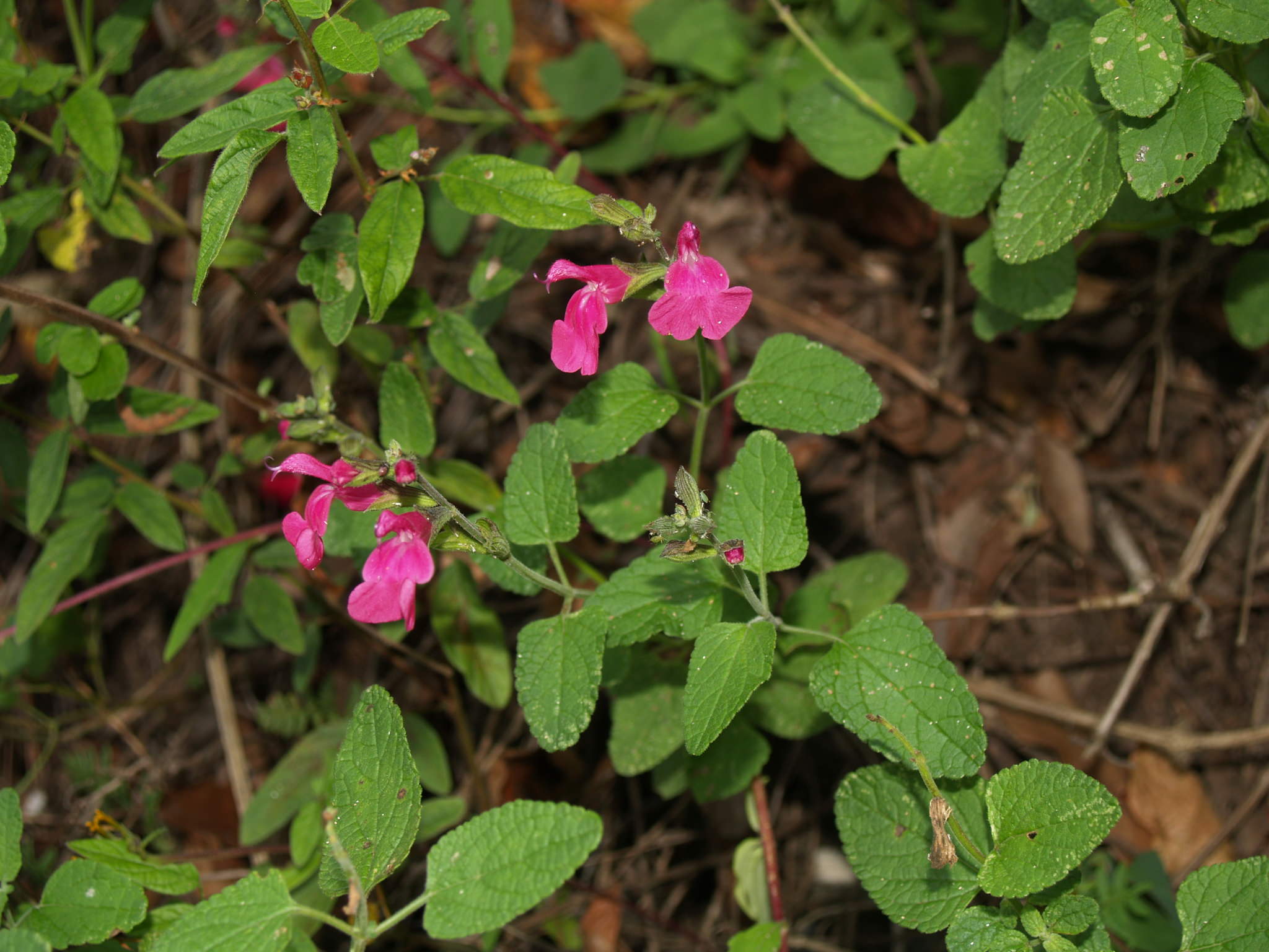 Salvia microphylla